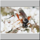 Diplazon laetatorius - Schlupfwespe 01c 10mm - OS-Sandgrube Wallenhorst fet02.jpg